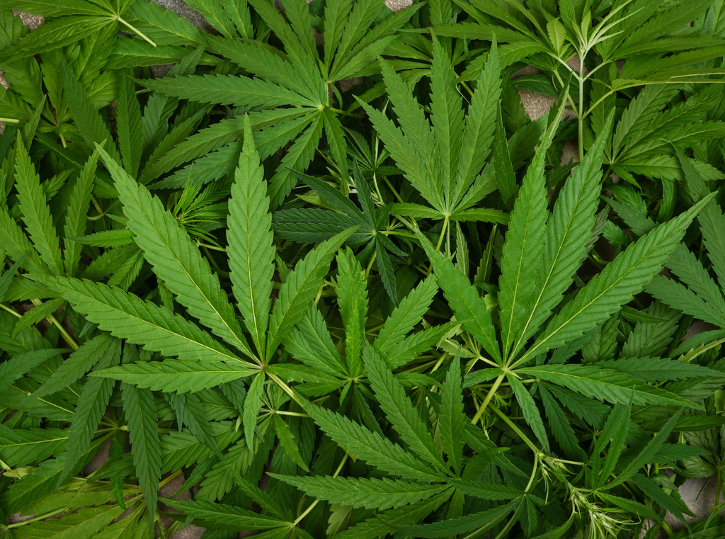 Background of Fresh Cannabis Leaves